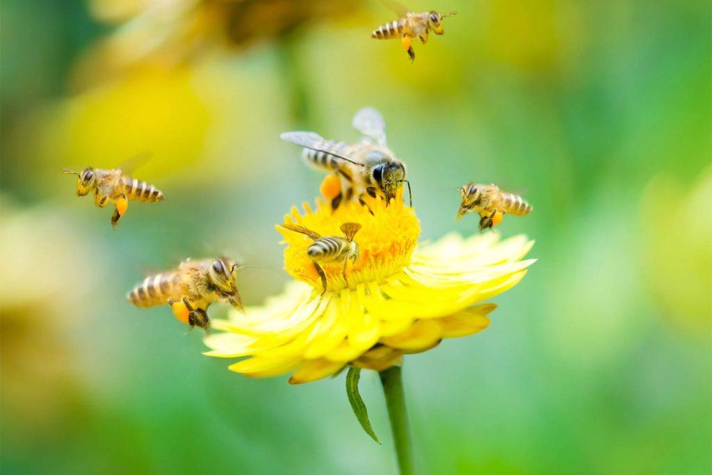 Bees flying around yellow flower