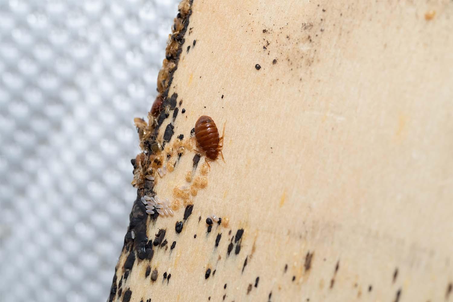 Bed Bug Identification and Remedies in Roanoke, VA