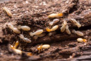 Colony of termites
