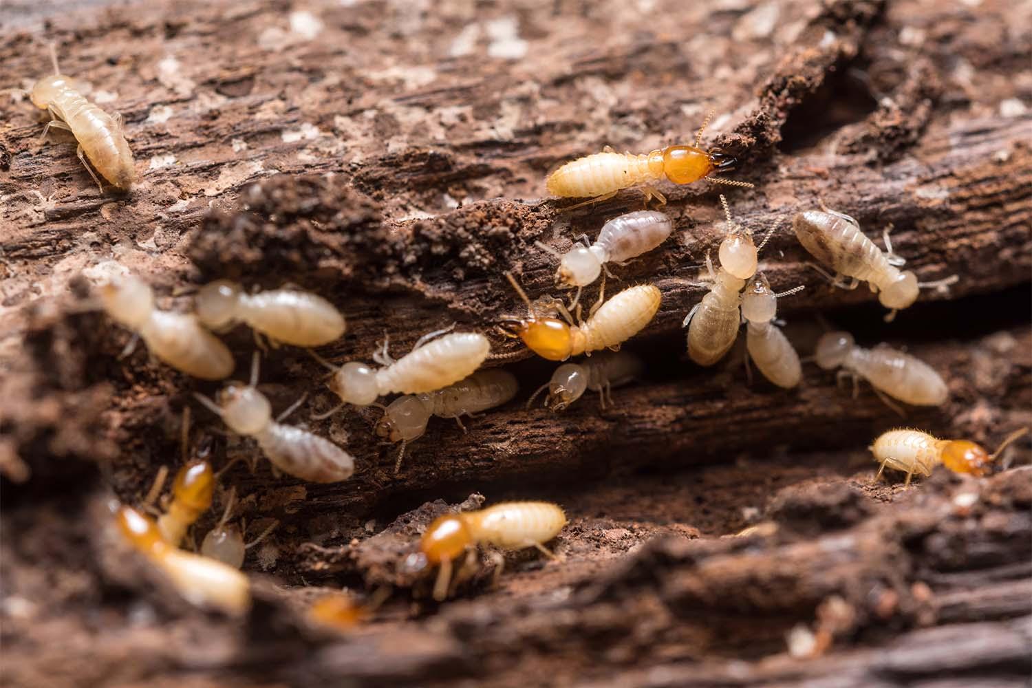 Termite Identification in Roanoke, VA